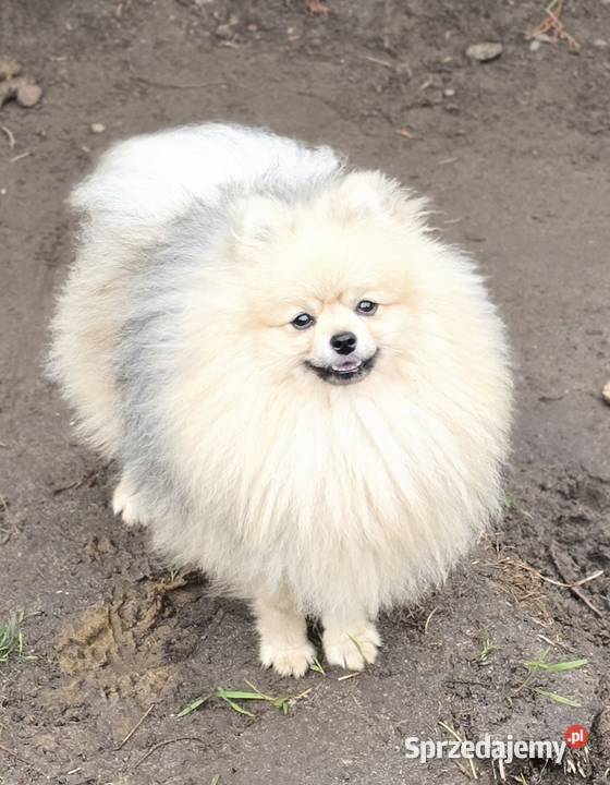 Pomeranian szpic miniaturowy zkwp FCI Piątkowisko