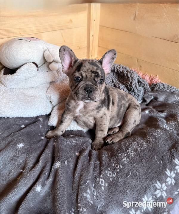 Buldog francuski śląskie Częstochowa