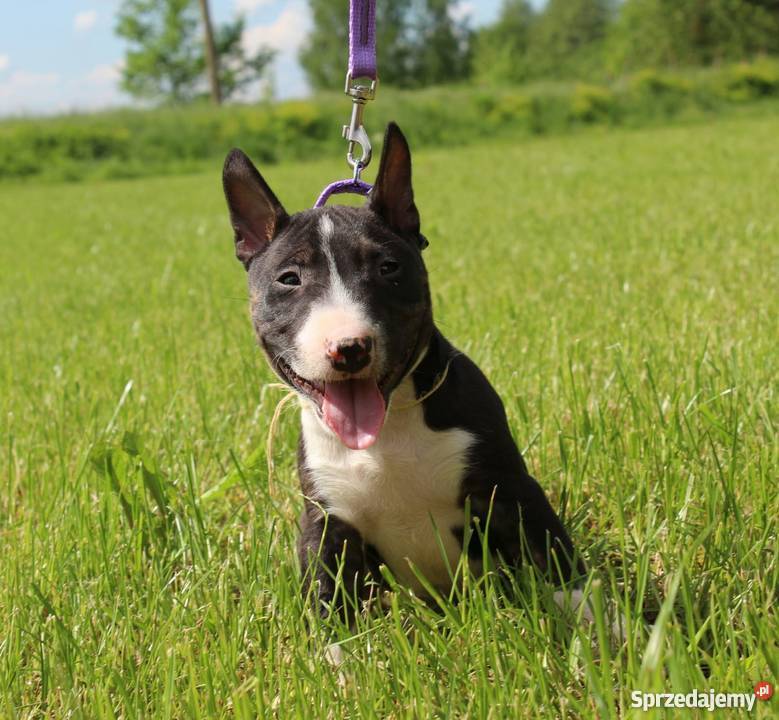 Szczenięta bulterier miniaturowy mini bull Białystok