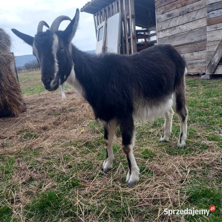 Koza podkarpackie Cieklin