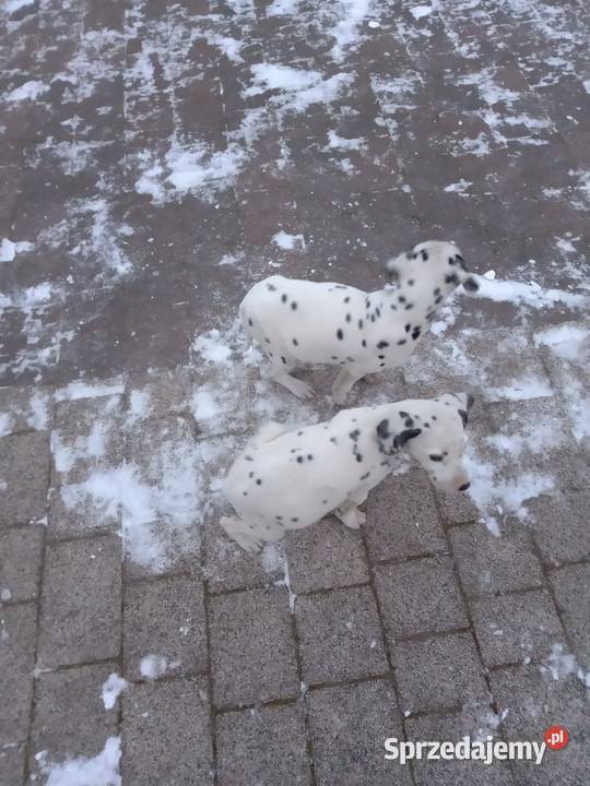 sprzedam szczeniaki dalmatyńczyki Szczucin