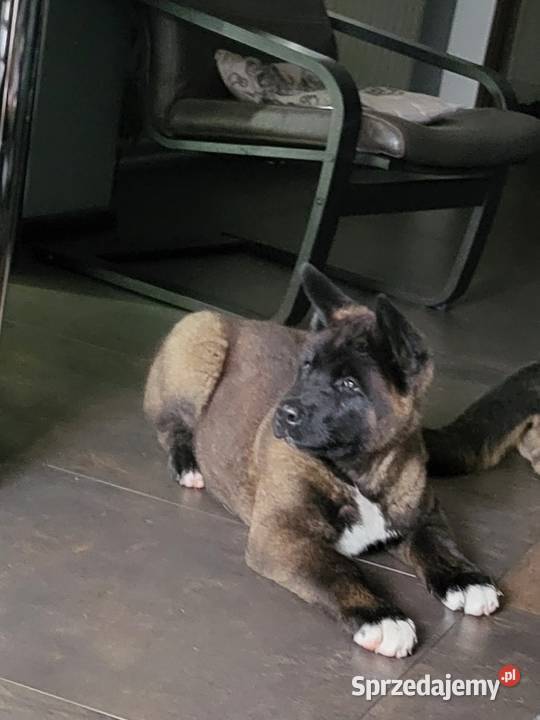 Akita Amerykańska szczeniaki ostatni piesek