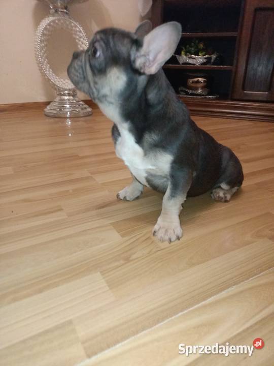 Buldog francuski niebieski blu tan Żmigród