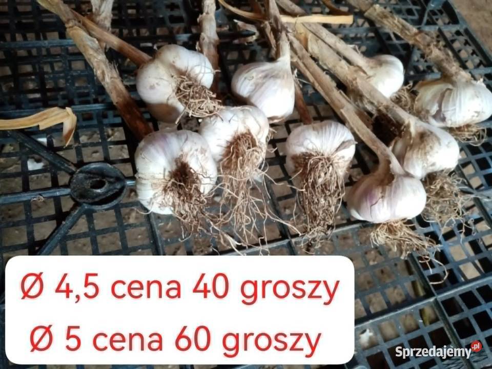 Czosnek nie obierany Harnaś