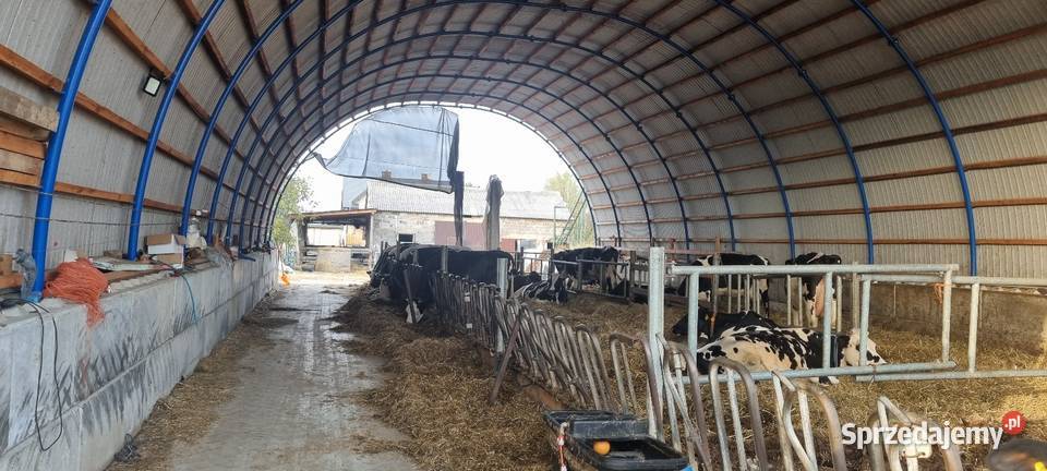 Hala łukowa 12 x 25m wzmocniona teownikiem Lisków