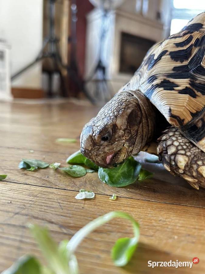 Żółw lamparci z terrarium i komodą sprzedam