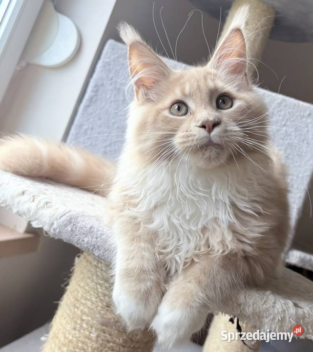 Maine Coon Rudo biały Maine Coon Maine Coon Wińsko