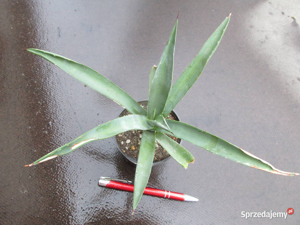 Agave macroacantha Blue agawa kolekcjonerska