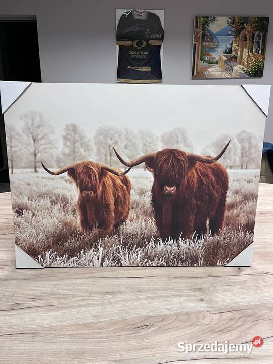 Obraz Szkockie krowy Highland Cattle duży format Łochowo