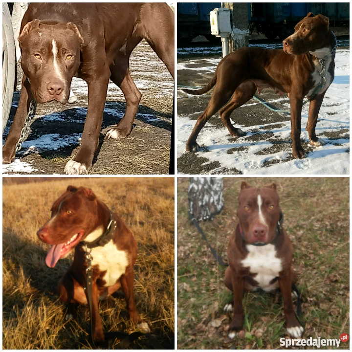 Pit bull red nose szczenieta