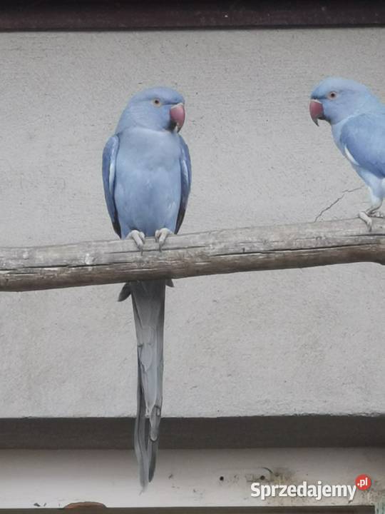 Aleksandretty obrożne