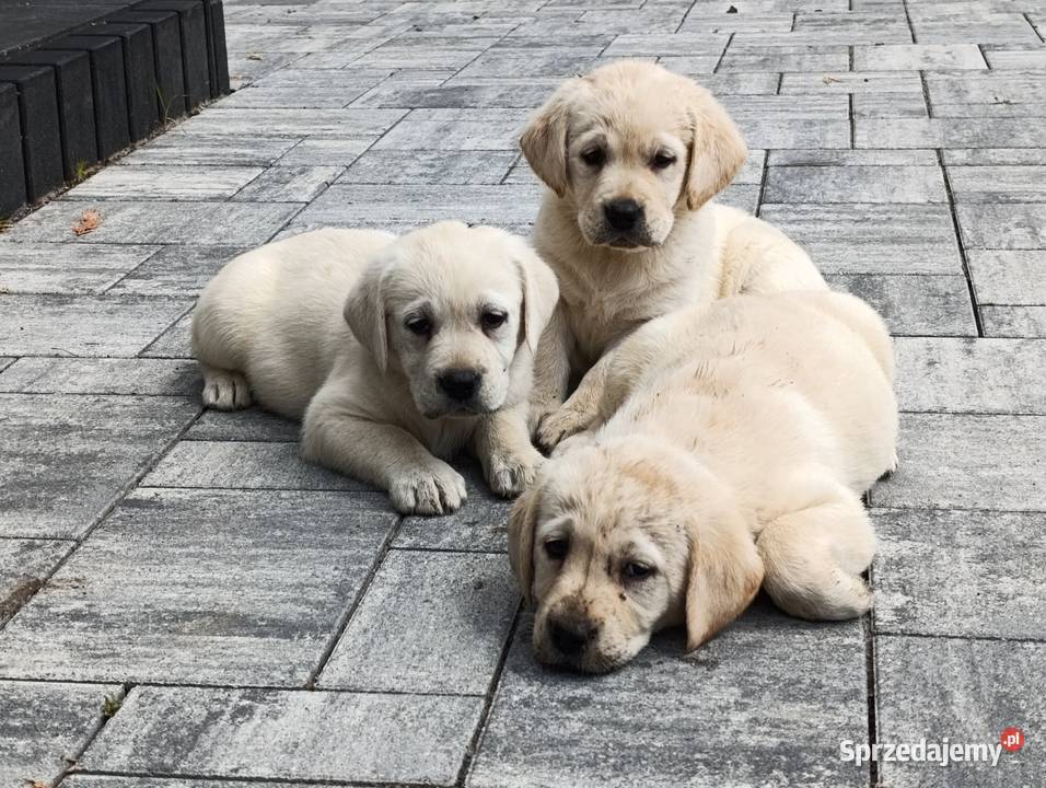 Labrador Milejowice