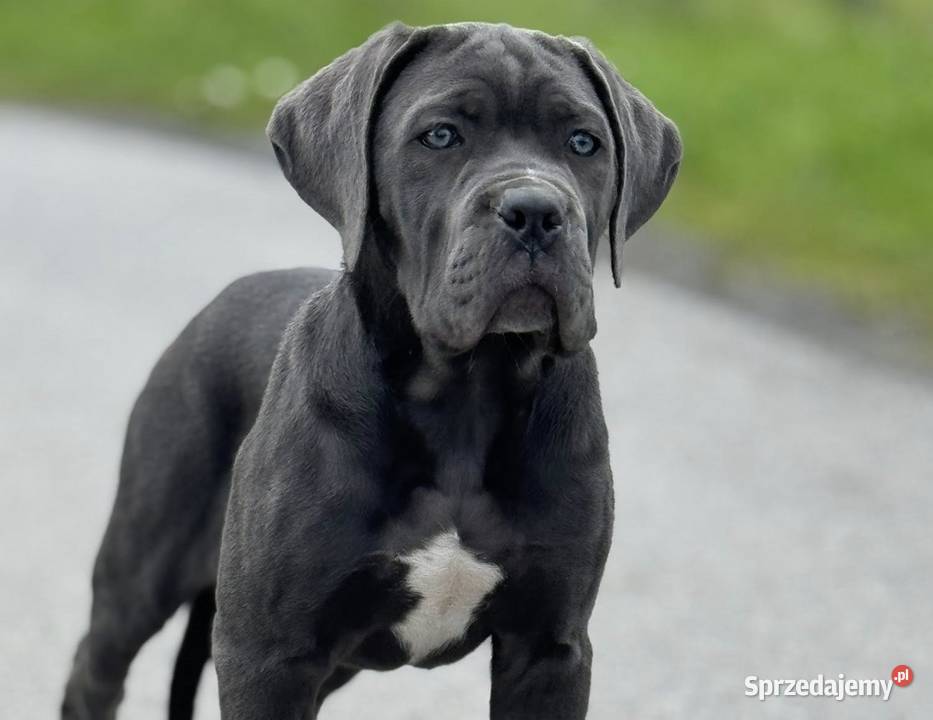 Cane Corso szara suczka ZKwPFCI