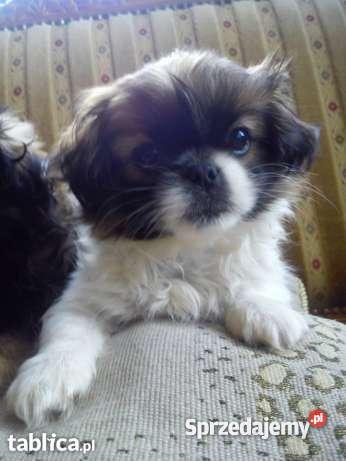 pekinczyki Stradunia