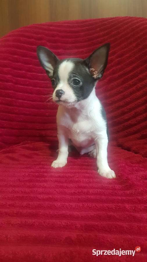 Piesek chihuahua biało czarny Płońsk