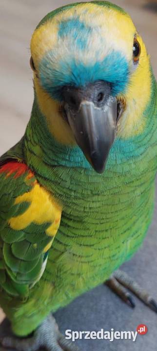 Amazonka niebieskoczelna Wodzisław Śląski