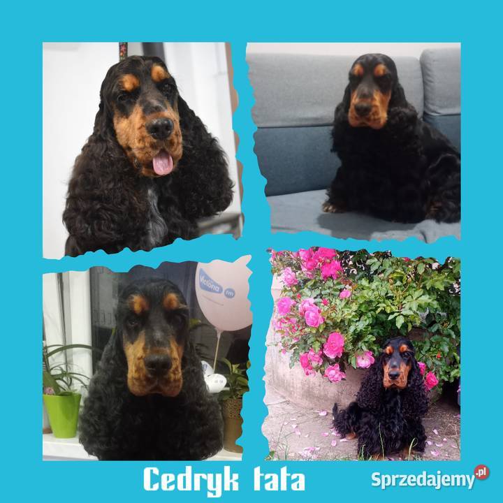 Cocker spaniel angielski Krzyżanów