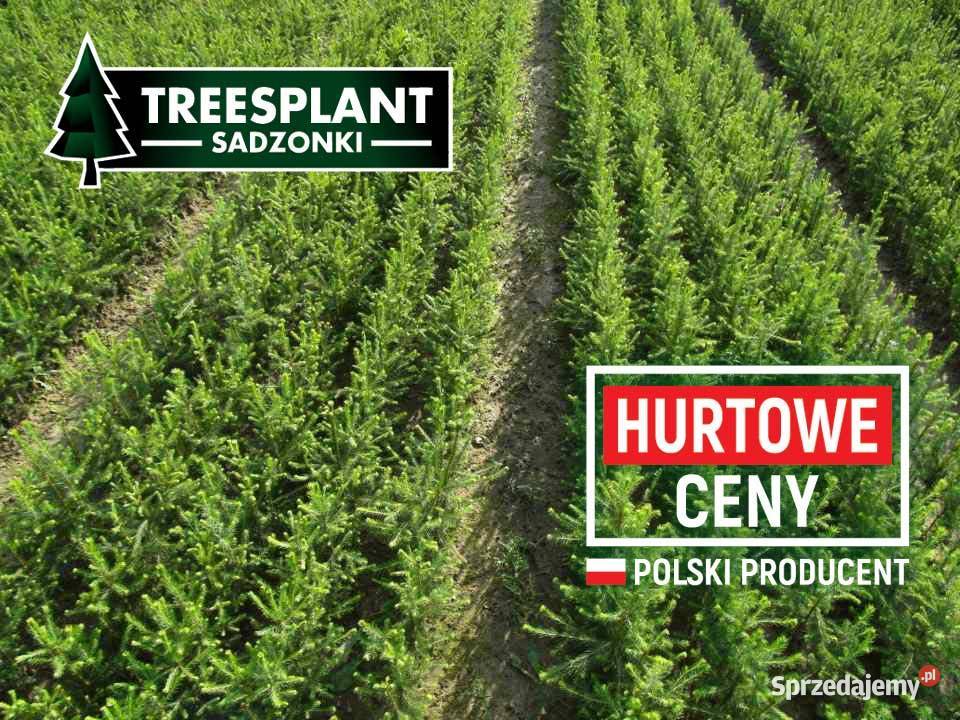 Sadzonki Świerka Pospolitego na plantacje Zielona Góra
