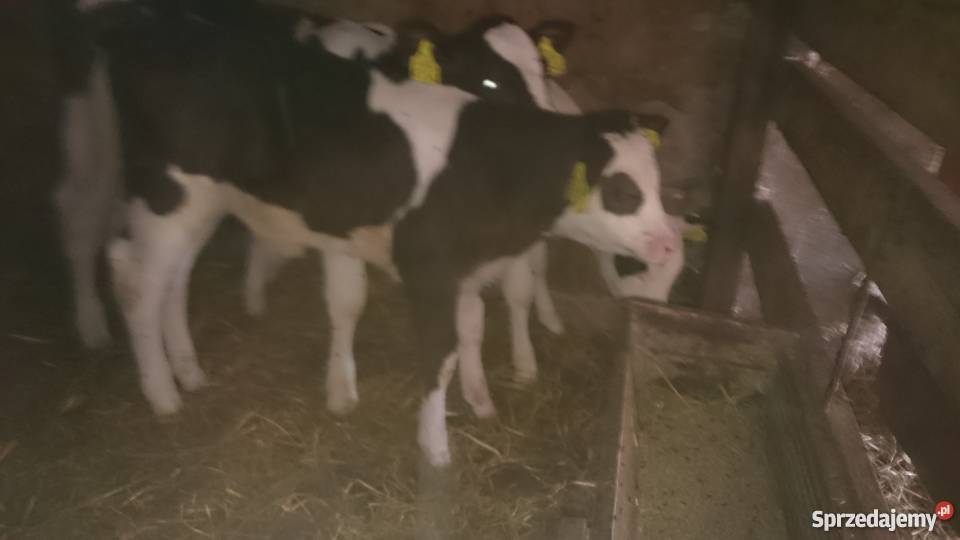 Byczki i jałówki sprzedam mięsne mieszane i ho Golub-Dobrzyń sprzedam