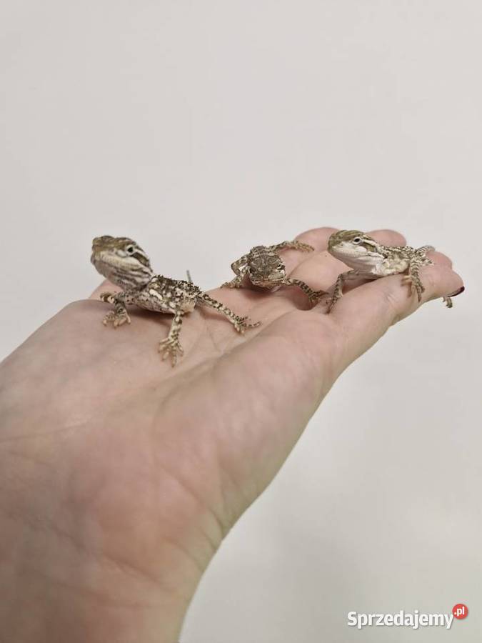 Agama Brodata rożne odmiany barwne w roznym Oława