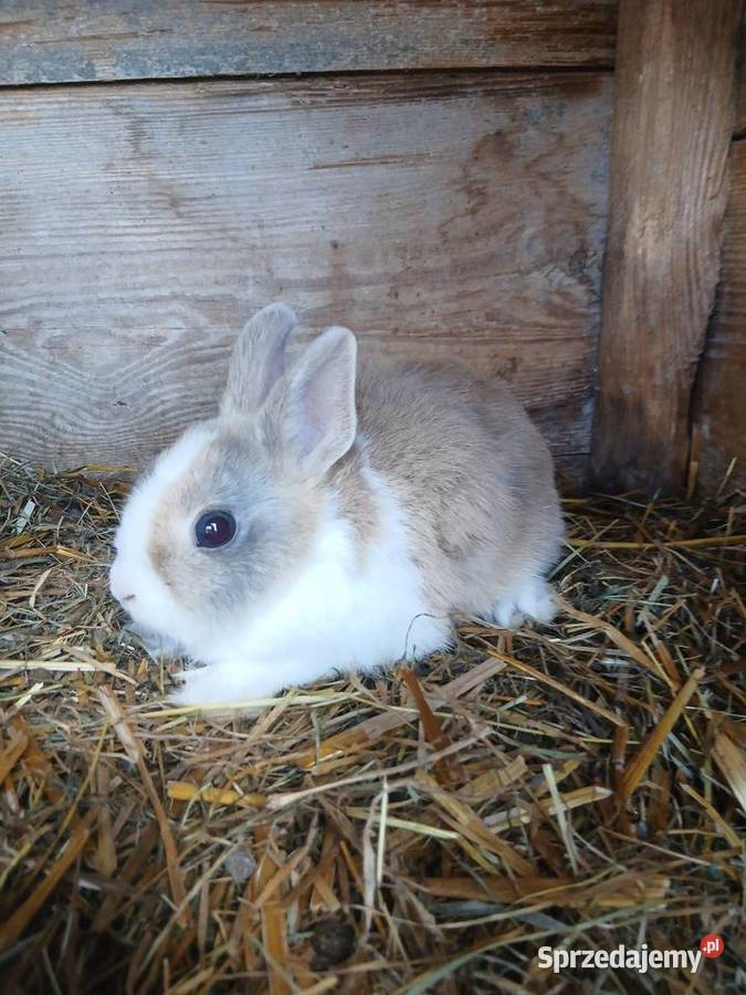 Króliki miniaturki Piórków