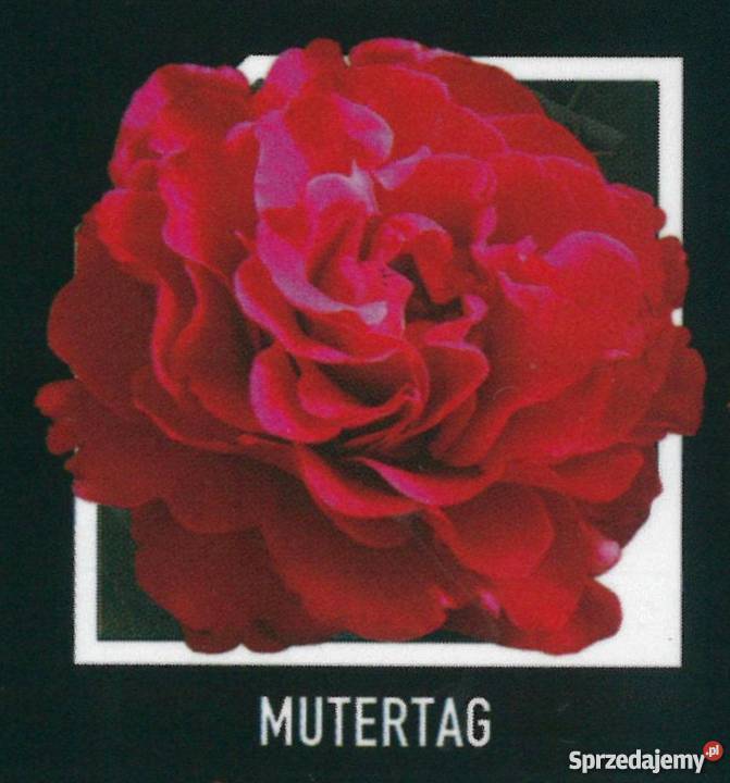 sadzonki róż RÓŻE HURT Radom