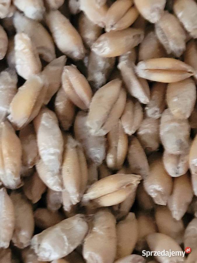 Sprzedam pszenżyto Tadeus oczyszczone3 mazowieckie Łosice