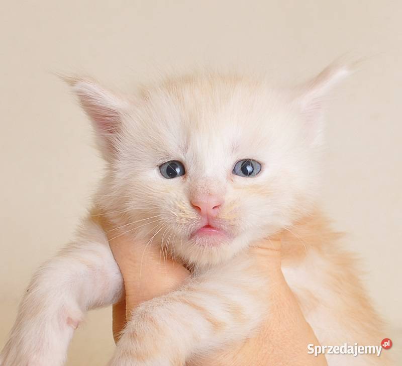 Śliczny kocurek Maine Coon LEGALNA HODOWLA Białystok