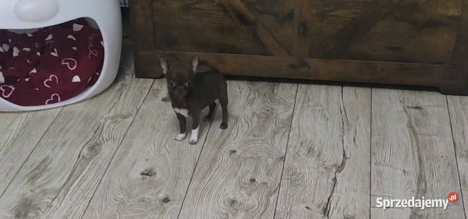 MINI Dziewczynka Chihuahua Gotowa Do Odbioru Ciszkowo sprzedam
