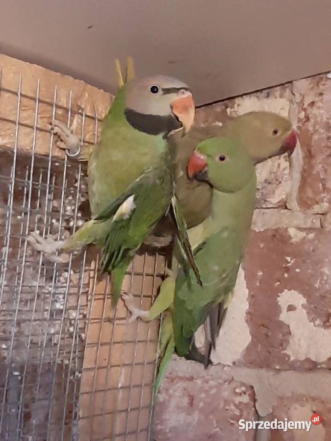 Aleksandrety różowopierśne i obrożne