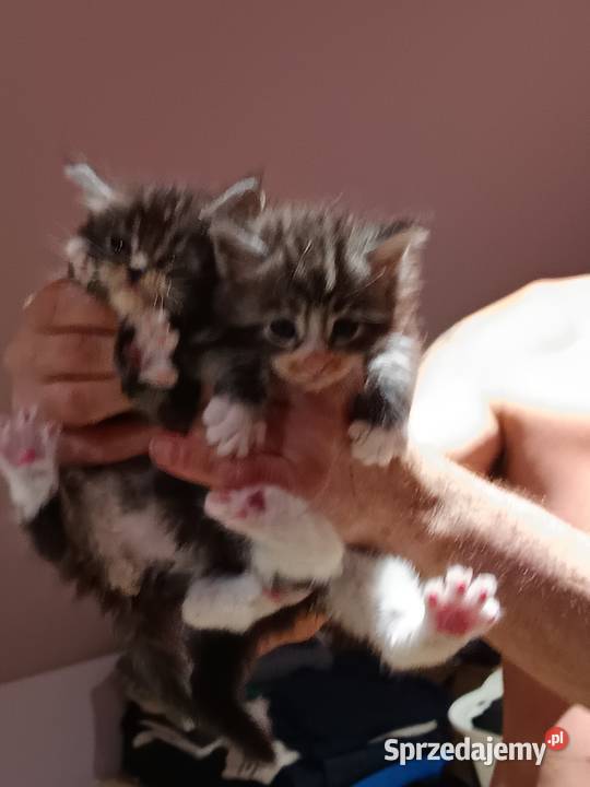 Śliczne kocięta Maine coon z rodowodem świętokrzyskie Prawęcin