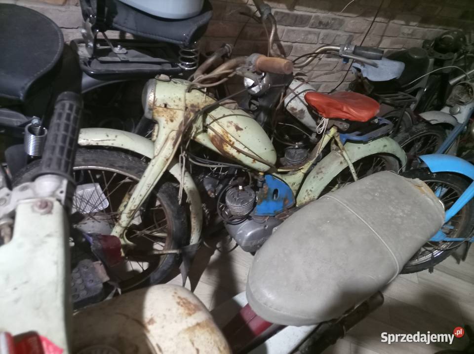 Komar sztywniak Nowogród Bobrzański