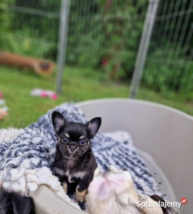 Piękne Chihuahua długowłose