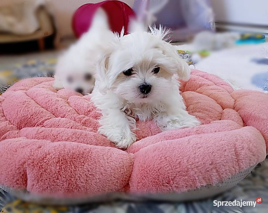 Maltańczyk szczenię suczka sprzedam