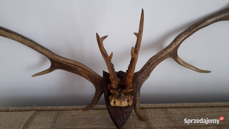 Sprzedam poroźe jelenia Kraków