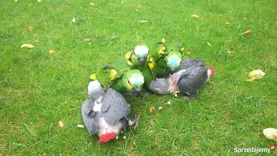 Amazonka niebieskoczelna ręcznie karmiona Legionowo