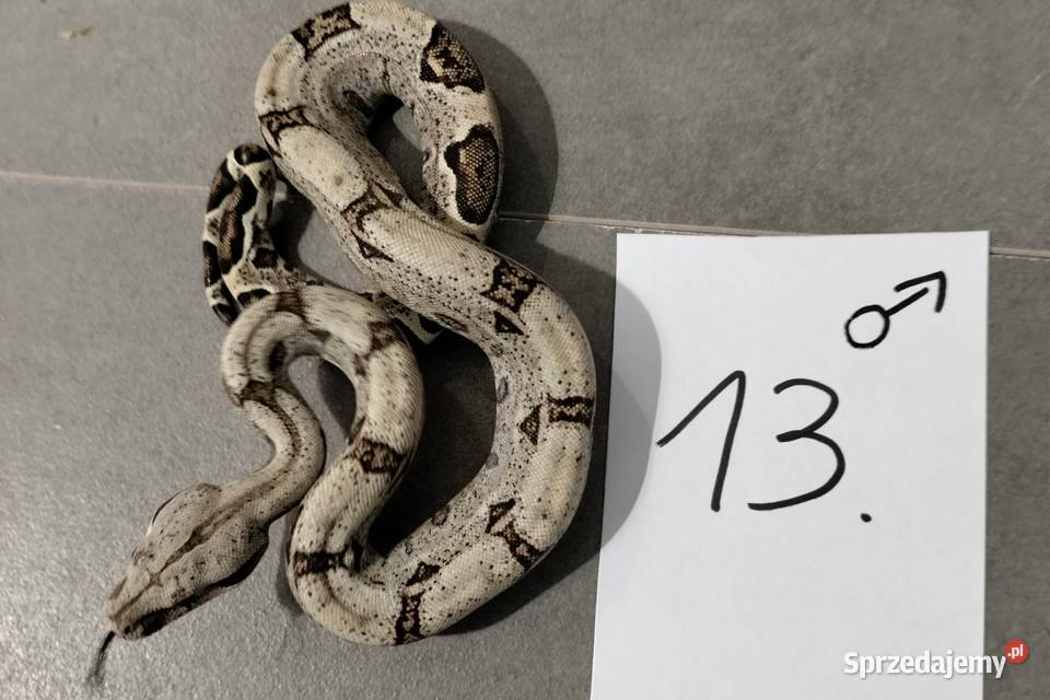 Boa cesarskie samce cb26 Połomia sprzedam