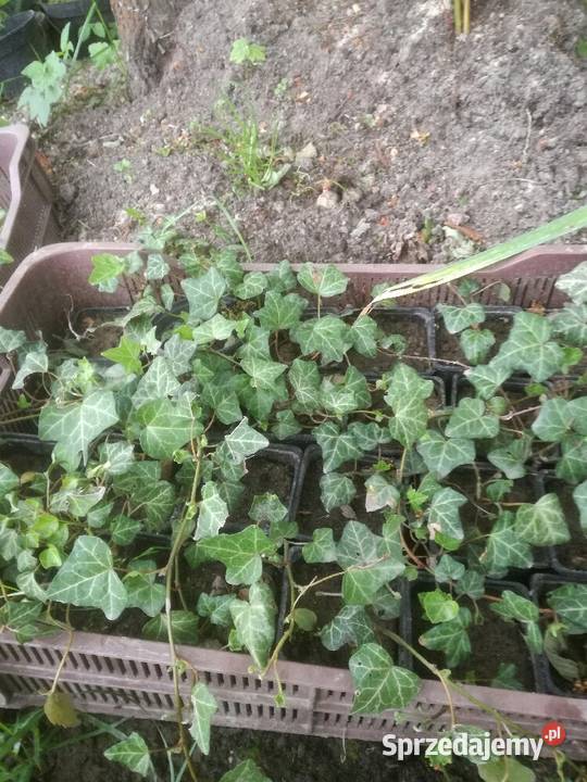 sosna klon wierzba grab jarzębina brzoza katalpa Pozostałe Puławy