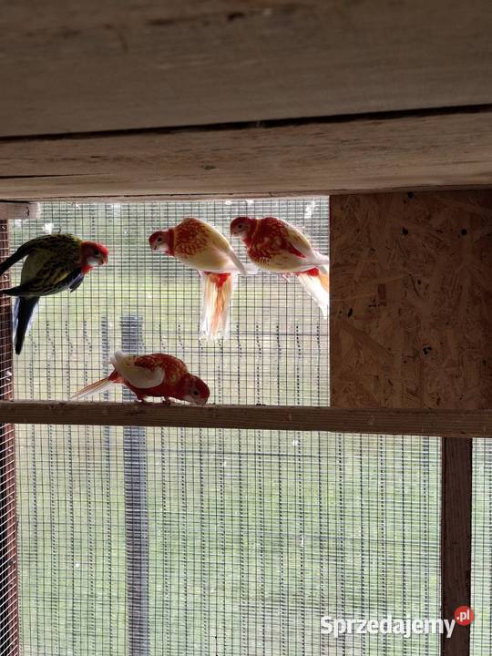 Rozelle Białolice Rubino Pastel Goldmantel sprzedam