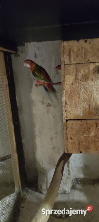 Rozela białolica Ptaki Rybnik