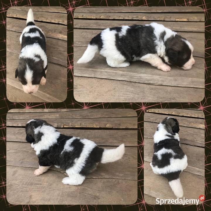 Mastif pirenejski rodzinny molos stróżujący