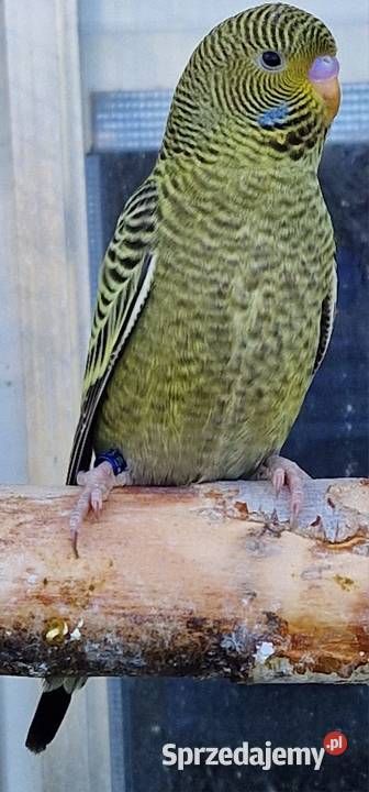 papużka falista blackface Wrocław