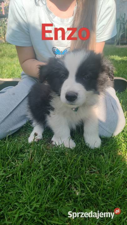 Szczeniaki border collie Studzianna