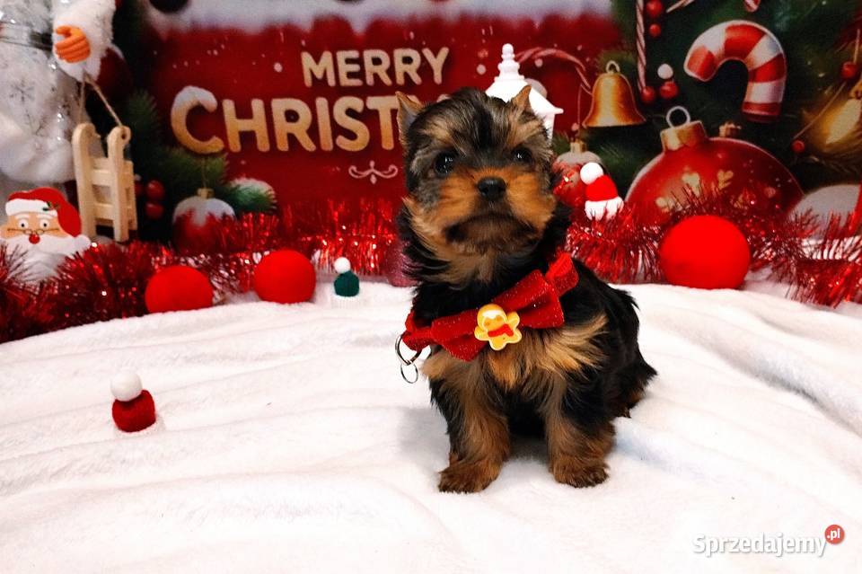 Śliczne szczenięta sunie york Championach Wrocław