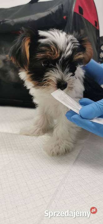 Szczeniak Yorkshire Terrier Biever