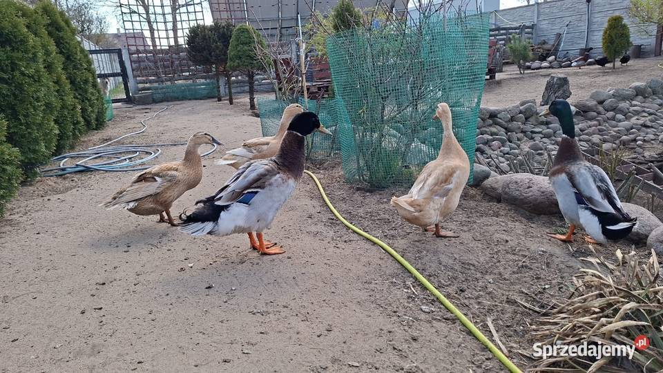 Kaczor biegusa dworki Rolnictwo Łochów