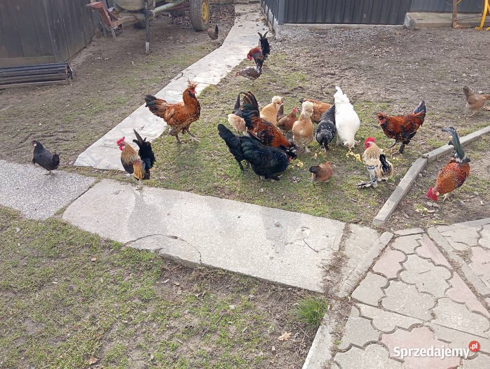 Kuguty Ropczyce sprzedam