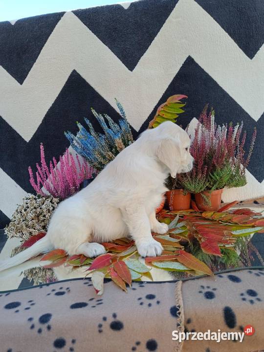 Golden Retriever Dębica