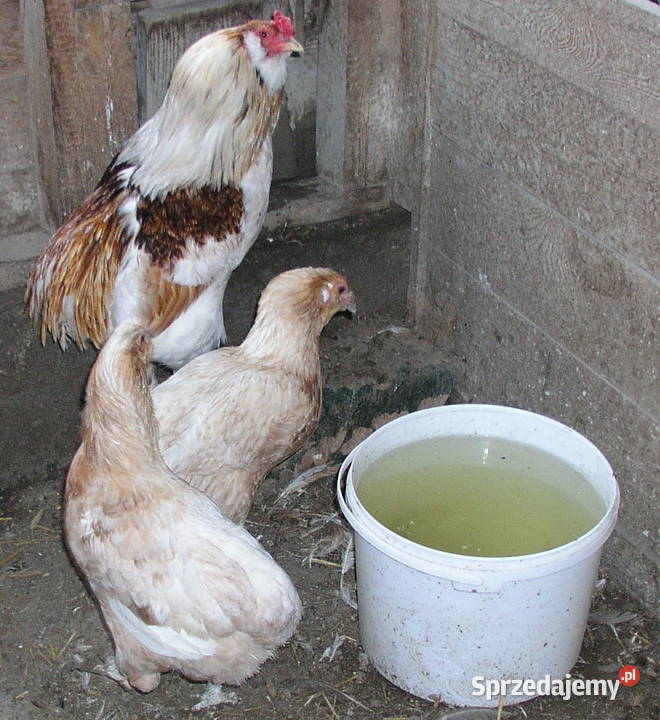 Araukany 2 kury kogut rasy araukana bezogoniasta warmińsko-mazurskie Nowa Wieś Reszelska