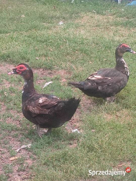 Kaczki francuskie czekoladowe podlaskie Białystok